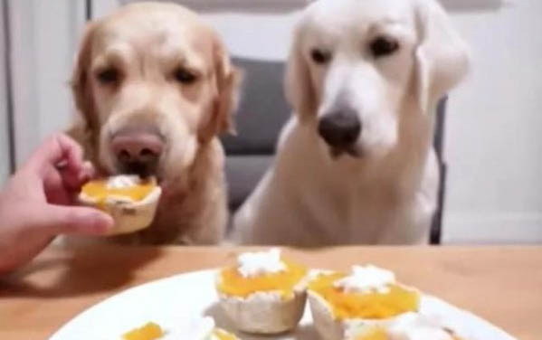 狗狗吃生骨頭好嗎