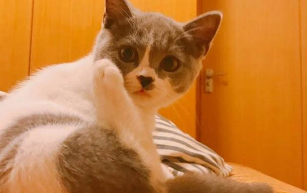貓咪每天都有眼屎是怎么回事?