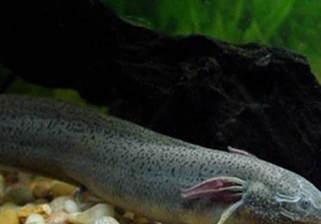 初春用什么魚竿釣魚