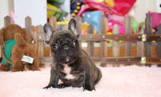 法國斗牛犬多久洗一次澡?