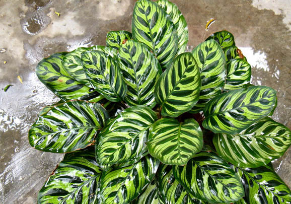 單色孔雀魚好養(yǎng)嗎