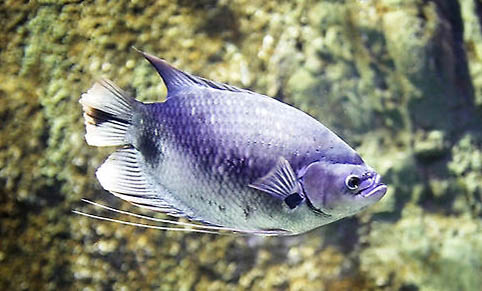 六月份釣魚釣遠還是近