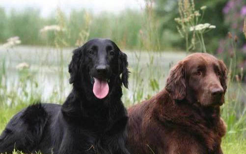 狗狗懷孕最明顯的征兆