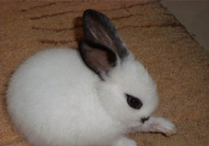 如何和海棠兔玩耍