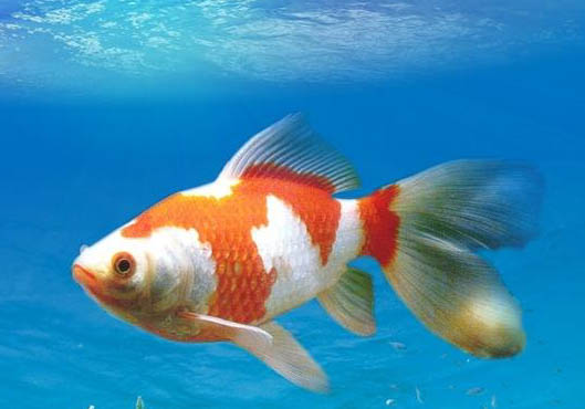那么金魚的記憶有多久