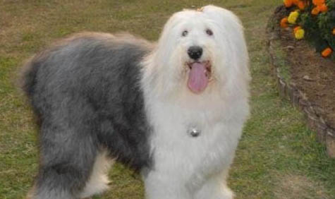 澳大利亞牧羊犬感冒引起中耳炎