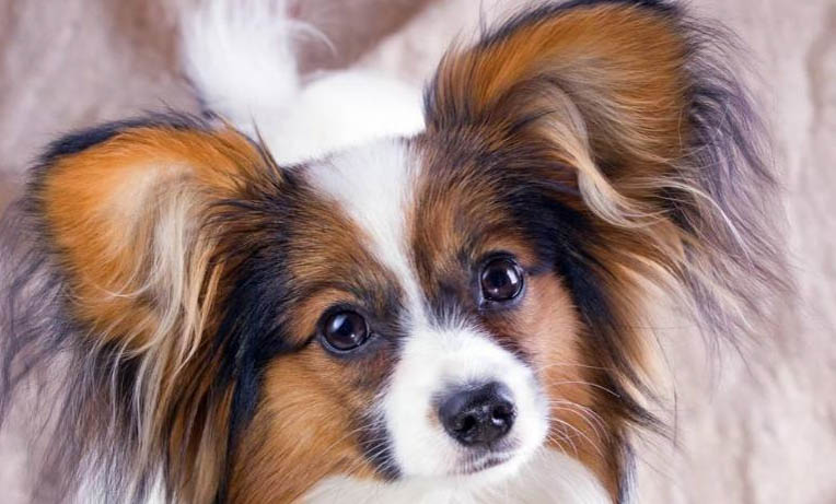 蝴蝶犬好養(yǎng)嗎？