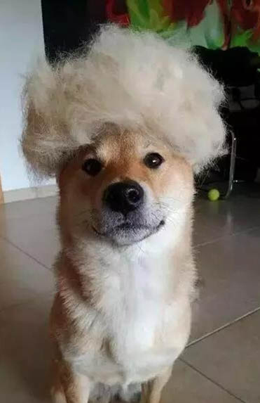 狗狗配種后多久懷孕