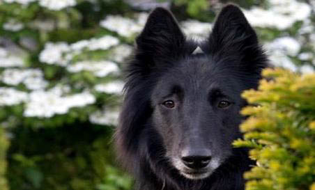 邊境牧羊犬嘔吐白沫的原因及處理方法