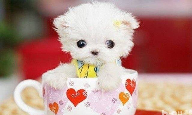 茶杯犬多少錢一只
