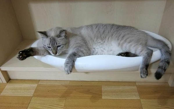 貓咪牙齒黃口臭怎么辦