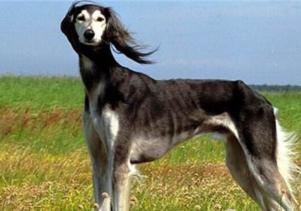 西藏獵犬真菌感染癥狀