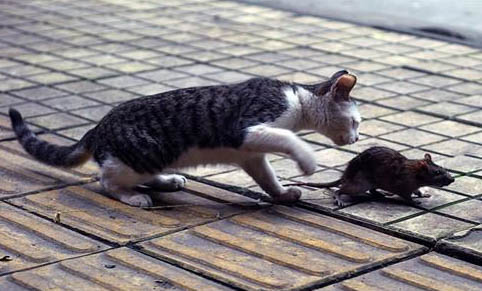 如何快速教會貓用貓砂