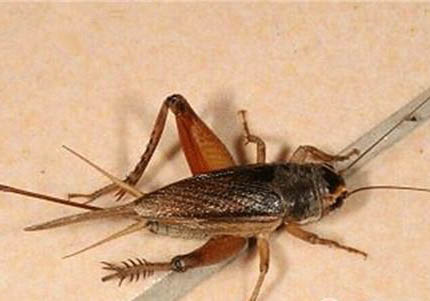 蟋蟀和蟈蟈的區別