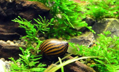電光斑馬魚好養嗎