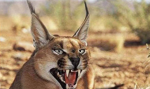 獰貓可以當寵物養(yǎng)嗎