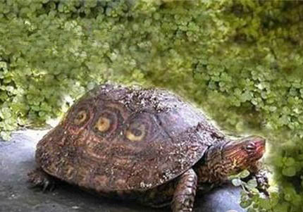 木紋龜能長(zhǎng)多大