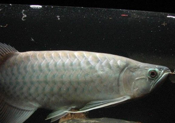 龍魚倒立了還能活嗎