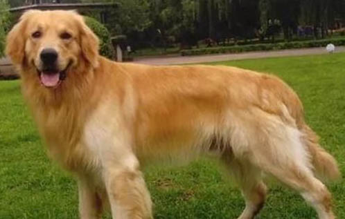 怎樣訓練金毛尋回犬