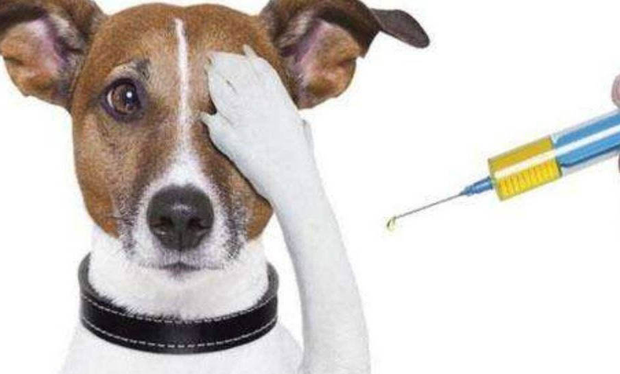 懲罰狗狗應該打哪里