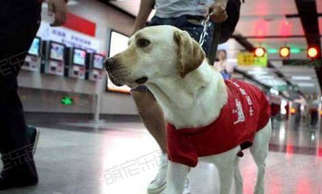 導盲犬可以出入任何場合嗎