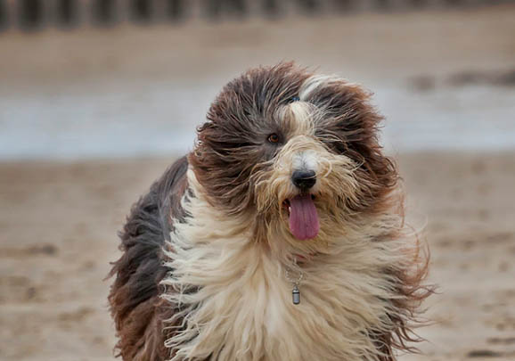 邊境牧羊犬口吐白沫是什么原因