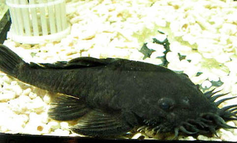 黃金達(dá)摩異型魚好養(yǎng)嗎