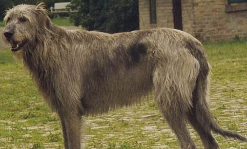 犬類品種大全大型犬