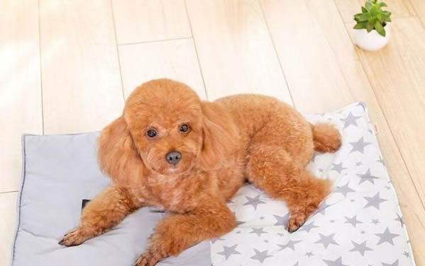 狗狗口臭怎么解決