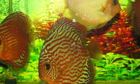 觀賞魚熱帶魚可以吃嗎