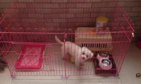 狗狗四腳朝天扭動的原因及處理方法