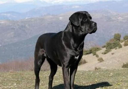 卡斯羅犬的傷口怎么處理