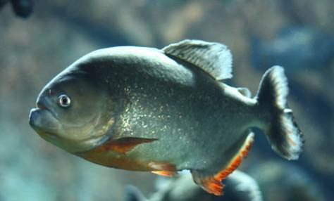 魚缸加蓋有哪些好處