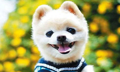 俊介犬長大后的樣子