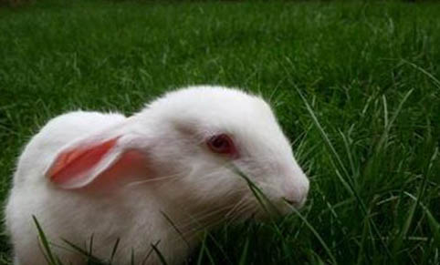 小白兔能洗澡嗎