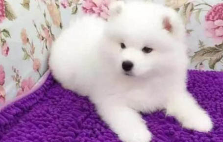 狗狗能不能吃豆腐?