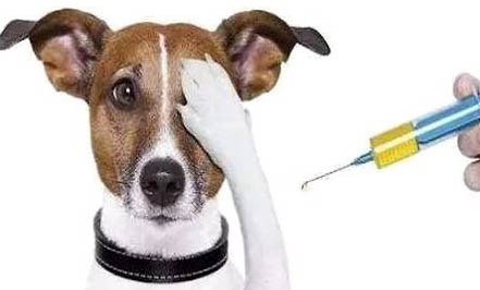 狂犬疫苗在哪里打?