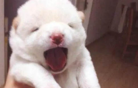 讓小狗獨處