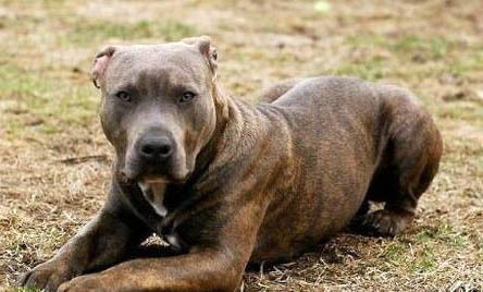 如何讓比特犬更兇