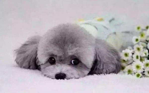 純種貴賓犬多少元圖片