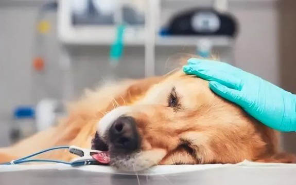 狗狗比賽級的護理美容