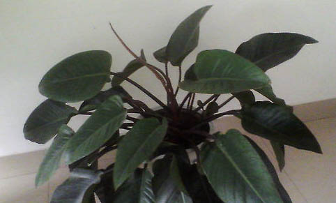 紅寶石魚好養(yǎng)嗎?