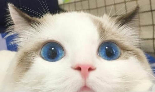如何確定貓咪是否便秘?