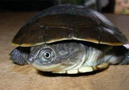 面具側(cè)頸龜怎么養(yǎng)