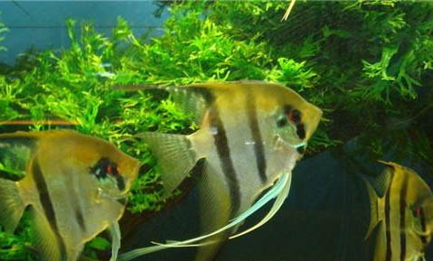 金魚浮頭但很活躍是什么原因