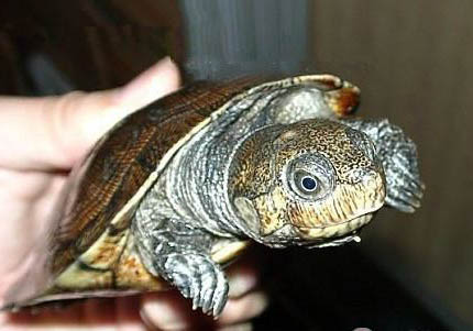 西非側(cè)頸龜和黃頭側(cè)頸龜可以混養(yǎng)嗎