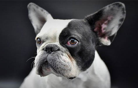 巴哥犬睡覺時老是放屁很臭