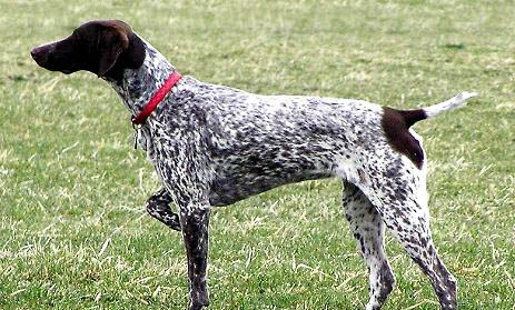 波音達(dá)獵犬脾臟大的原因