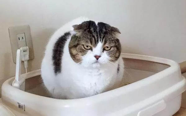 小貓喜歡輕輕咬人