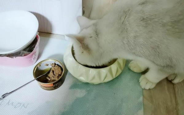 貓咪漲奶有硬塊怎么辦
